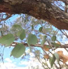 Eucalyptus nortonii at Googong, NSW - 24 Feb 2018