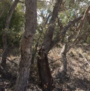 Eucalyptus nortonii at Googong, NSW - 24 Feb 2018