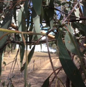 Eucalyptus nortonii at Googong, NSW - 24 Feb 2018