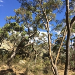 Eucalyptus stellulata (Black Sally) at Googong, NSW - 24 Feb 2018 by alex_watt