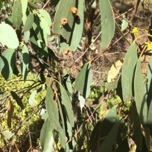 Eucalyptus stellulata at QPRC LGA - 24 Feb 2018 04:35 PM