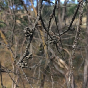 Eucalyptus stellulata at QPRC LGA - 24 Feb 2018 04:35 PM