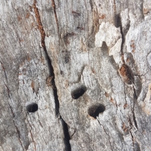 Papyrius nitidus at O'Malley, ACT - suppressed