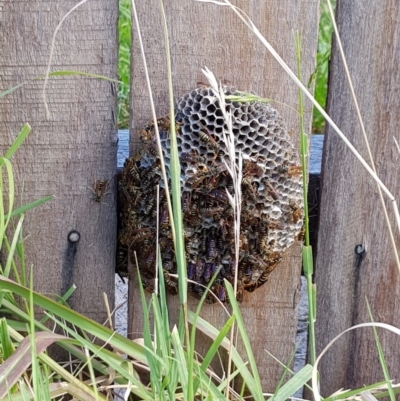 Polistes (Polistes) chinensis (Asian paper wasp) at Downer, ACT - 5 Mar 2018 by SodaSav