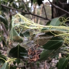 Dichocrocis clytusalis (Kurrajong Leaf-tier, Kurrajong Bag Moth) at Majura, ACT - 5 Mar 2018 by AaronClausen