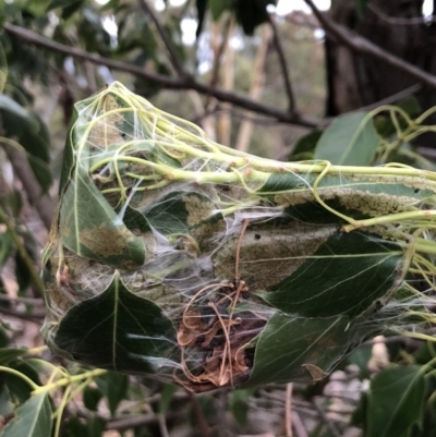 Dichocrocis clytusalis (Kurrajong Leaf-tier, Kurrajong Bag Moth) at Mount Majura - 5 Mar 2018 by AaronClausen