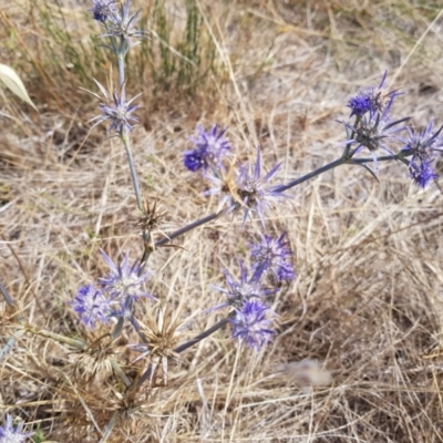 Eryngium ovinum (Blue Devil) at Hume, ACT - 2 Mar 2018 by SodaSav