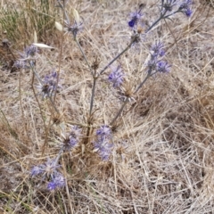 Eryngium ovinum at Hume, ACT - 2 Mar 2018