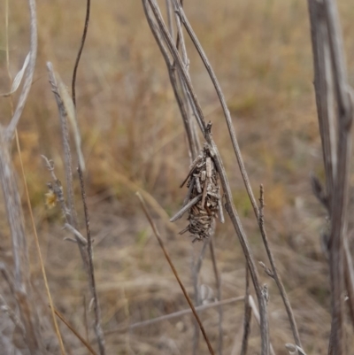 Psychidae (family) IMMATURE (Unidentified case moth or bagworm) at Hume, ACT - 2 Mar 2018 by SodaSav