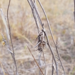 Psychidae (family) IMMATURE at Hume, ACT - 2 Mar 2018 12:22 PM