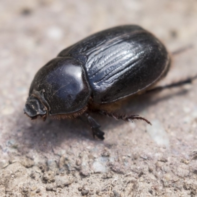 Heteronychus arator (African black beetle) at Higgins, ACT - 5 Mar 2018 by AlisonMilton