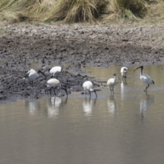 Threskiornis molucca (Australian White Ibis) at Tuggeranong DC, ACT - 4 Mar 2018 by Alison Milton