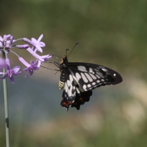 Papilio anactus at Higgins, ACT - 5 Mar 2018