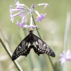 Papilio anactus at Higgins, ACT - 5 Mar 2018