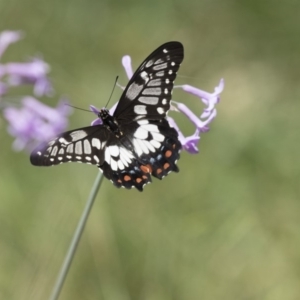 Papilio anactus at Higgins, ACT - 5 Mar 2018