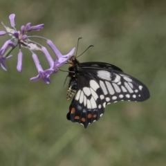 Papilio anactus at Higgins, ACT - 5 Mar 2018