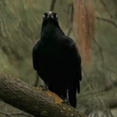 Corvus coronoides (Australian Raven) at Red Hill, ACT - 5 Mar 2018 by RodDeb