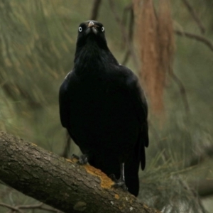 Corvus coronoides at Red Hill, ACT - 5 Mar 2018 11:27 AM