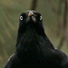 Corvus coronoides at Red Hill, ACT - 5 Mar 2018