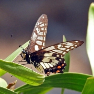 Papilio anactus at Red Hill, ACT - 5 Mar 2018