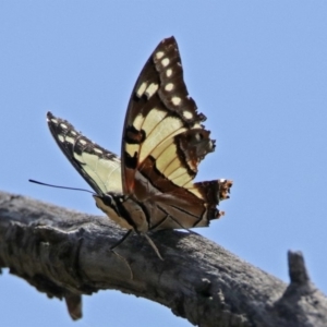 Charaxes sempronius at Red Hill, ACT - 5 Mar 2018