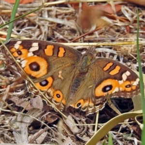 Junonia villida at Garran, ACT - 5 Mar 2018