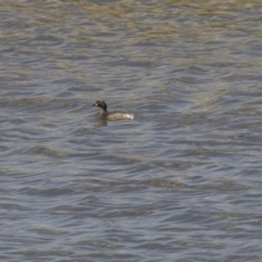 Tachybaptus novaehollandiae (Australasian Grebe) at Lanyon - northern section - 4 Mar 2018 by AlisonMilton