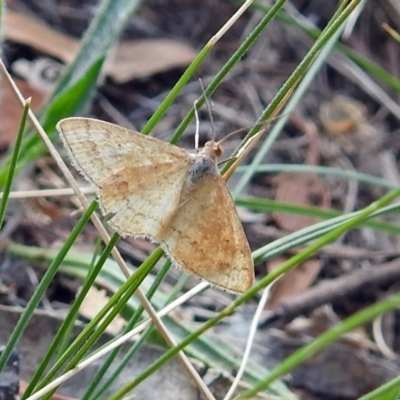 Scopula rubraria (Reddish Wave, Plantain Moth) at Red Hill, ACT - 5 Mar 2018 by RodDeb