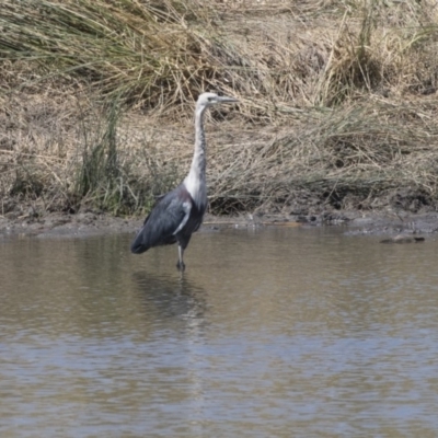 Ardea pacifica (White-necked Heron) at Tuggeranong DC, ACT - 4 Mar 2018 by AlisonMilton