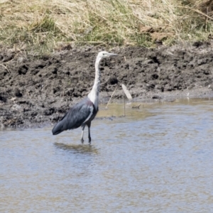 Ardea pacifica at Tuggeranong DC, ACT - 4 Mar 2018