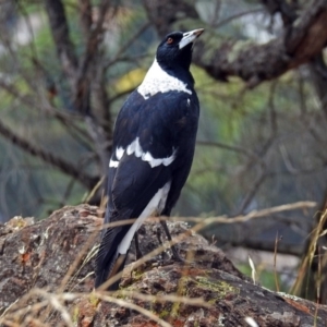 Gymnorhina tibicen at Red Hill, ACT - 5 Mar 2018