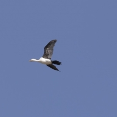 Microcarbo melanoleucos (Little Pied Cormorant) at Tuggeranong DC, ACT - 4 Mar 2018 by AlisonMilton