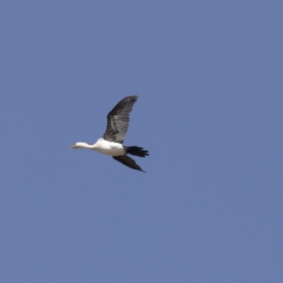 Microcarbo melanoleucos (Little Pied Cormorant) at Lanyon - northern section - 4 Mar 2018 by AlisonMilton