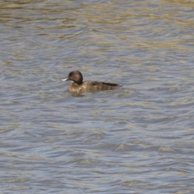 Aythya australis (Hardhead) at Tuggeranong DC, ACT - 4 Mar 2018 by AlisonMilton