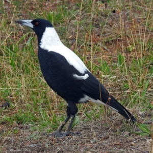 Gymnorhina tibicen at Red Hill, ACT - 5 Mar 2018