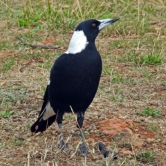 Gymnorhina tibicen at Red Hill, ACT - 5 Mar 2018 11:55 AM