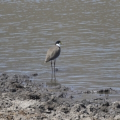 Vanellus miles (Masked Lapwing) at Tuggeranong DC, ACT - 4 Mar 2018 by AlisonMilton