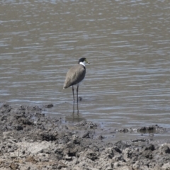 Vanellus miles (Masked Lapwing) at Tuggeranong DC, ACT - 4 Mar 2018 by AlisonMilton