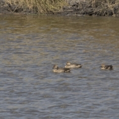 Anas gracilis (Grey Teal) at Tuggeranong DC, ACT - 4 Mar 2018 by AlisonMilton