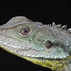 Intellagama lesueurii howittii (Gippsland Water Dragon) at ANBG - 5 Mar 2018 by roymcd