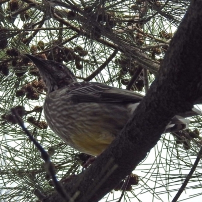 Anthochaera carunculata (Red Wattlebird) at Red Hill, ACT - 5 Mar 2018 by RodDeb