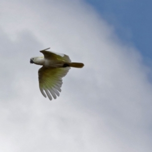 Cacatua galerita at Red Hill, ACT - 5 Mar 2018 12:22 PM