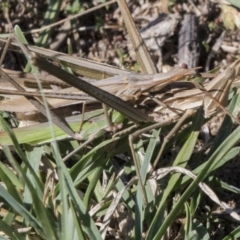 Acrida conica (Giant green slantface) at Tuggeranong DC, ACT - 4 Mar 2018 by AlisonMilton