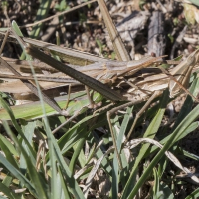 Acrida conica (Giant green slantface) at Lanyon - northern section A.C.T. - 3 Mar 2018 by AlisonMilton