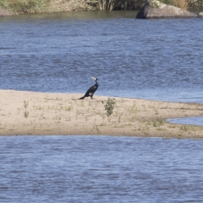 Phalacrocorax carbo (Great Cormorant) at Tuggeranong DC, ACT - 4 Mar 2018 by AlisonMilton