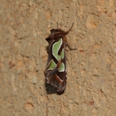 Cosmodes elegans (Green Blotched Moth) at Higgins, ACT - 1 Mar 2018 by AlisonMilton