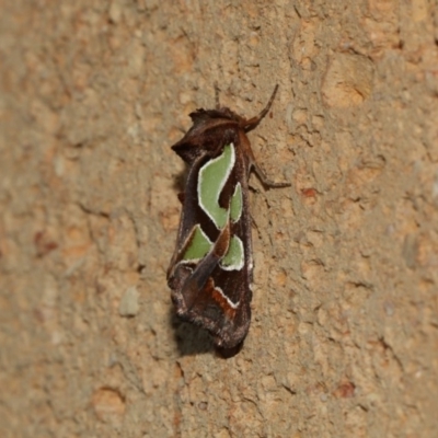 Cosmodes elegans (Green Blotched Moth) at Higgins, ACT - 28 Feb 2018 by Alison Milton