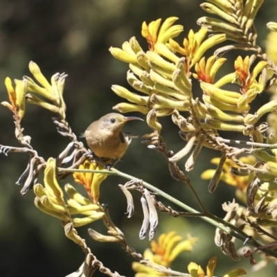 Acanthorhynchus tenuirostris (Eastern Spinebill) at Acton, ACT - 1 Mar 2018 by AlisonMilton