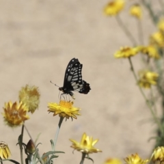 Papilio anactus (Dainty Swallowtail) at Acton, ACT - 28 Feb 2018 by Alison Milton