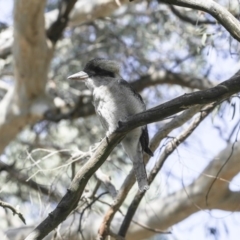 Dacelo novaeguineae (Laughing Kookaburra) at Acton, ACT - 1 Mar 2018 by AlisonMilton